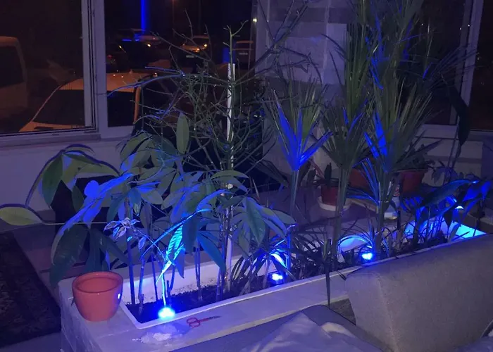 Ozana コンスタンツァ